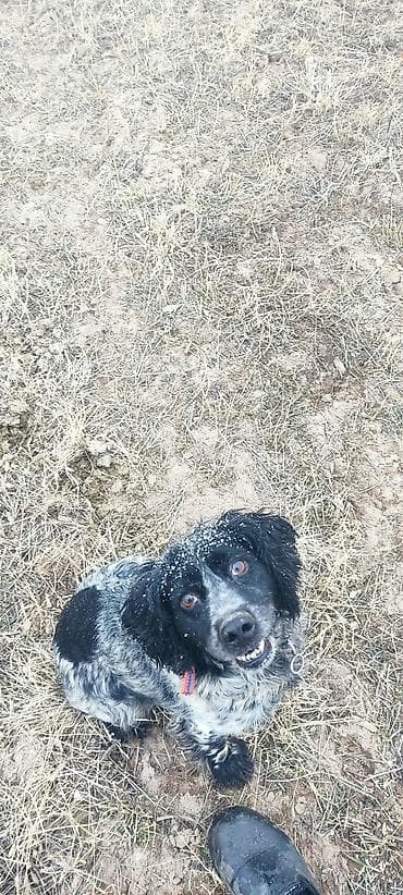 Животные: Спаниель, 3 года, Самец, С прививкой — 4