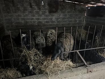 бука сатам: Продаю | Баран (самец) — 2