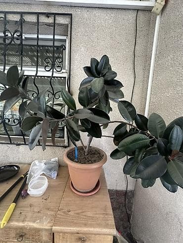 Фикус эластика (Ficus elastica) в горшке Отдам с горшком - Крупное