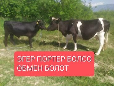 бравекто для собак бишкек: Продаю | Корова (самка) | Ангус, Голштин | Для молока — 1