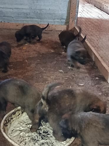 Выставляю на продажу щенки бельгийской овчарки скоро будет месяц прошу