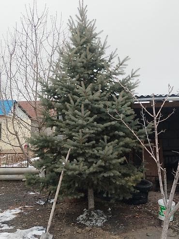 Үй жана бакча: Ель голубая (Picea pungens, «Blue Spruce») — декоративное хвойное — 5
