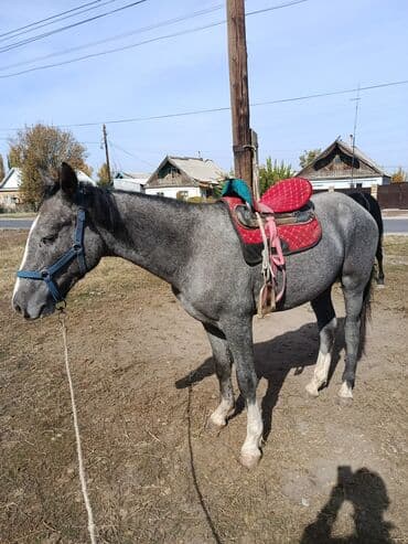 Собаки: Продаю | Кобыла (самка) | Рабочий — 4