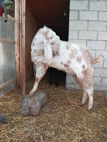 Козы, козлы: Продаю | Коза (самка) | Зааненская | Для разведения | Племенные — 7