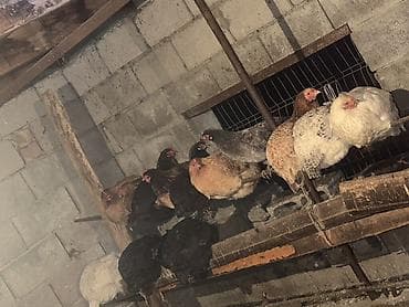 индюк бишкек: Домашние куры и петухи 80 кур и 100 петухов — 9