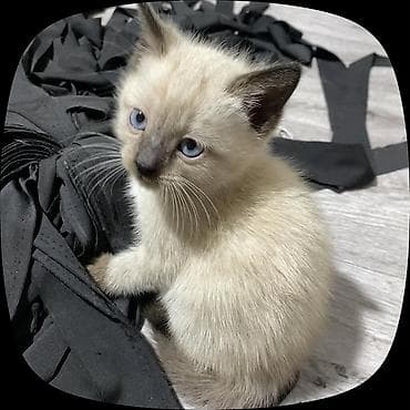 Животные: Котята, домашние, от одной кошки. На выбор окрасы: - дымчато‑чёрные с — 2