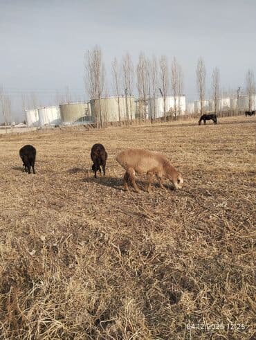 купит французского бульдога: Продаю | Овца (самка) | Для разведения — 3