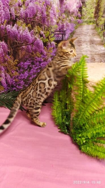 новорожденные котята: Красивейшие Бенгальские котята 3мес девочки и мальчики. Проф питомник — 10