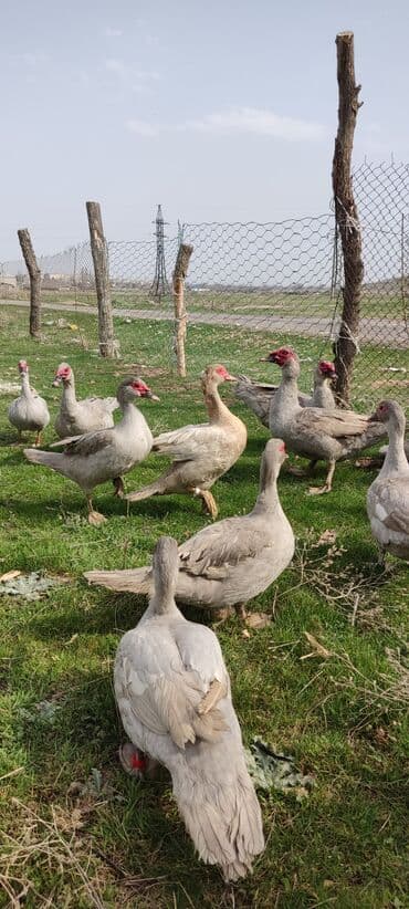 о шамо короз: Мускусная утка (индоутка), светло-серая окраска с красной маской на — 7