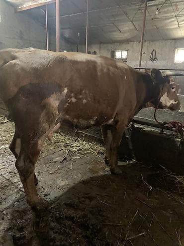коровы молоко: Продаю | Корова (самка) | Для молока | Привязанные — 1