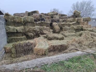 Сено в тюках (прямоугольные кипы).Ат-Башынын чобу - Заготовлено в