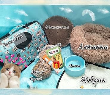 отдам даром животных бишкек: 📦 Продаю НОВЫЙ набор для вашей кошки! 🐾 В комплект входит: 👜 Удобная — 1