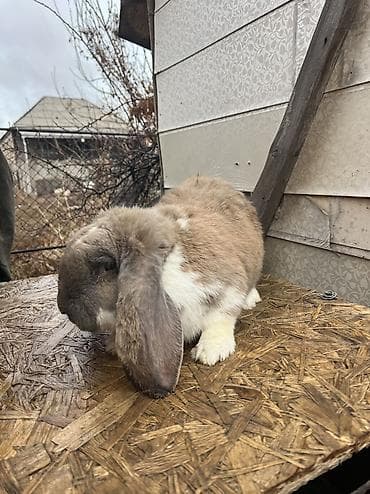 шотландская длинношерстная кошка: Французский
баран 10 месяцев вес шесть кг отвечает 24/7 — 2