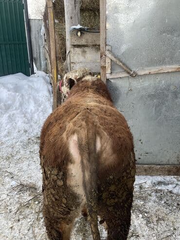 Уйлар, букалар: Сатам | Бука (эркек) | Герефорд | Бордоп семиртүү үчүн | Байланган — 4