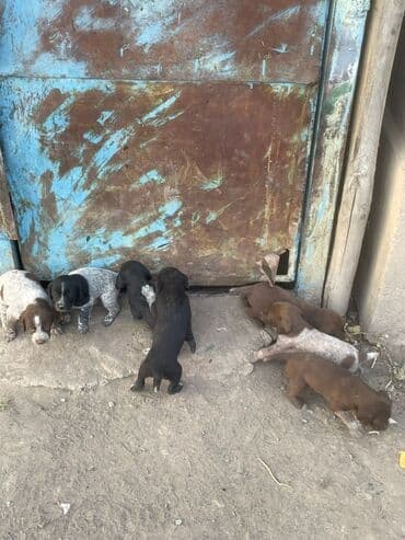 акустические системы tronsmart колонка в виде собак: Щенки, помёт охотничьего типа (похожие на курцхаара/дратхара по окрасу — 2