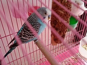 ph down: 🦜 Продаётся пара взрослых волнистых попугаев (самец и самка)! ✨ Самец — 1