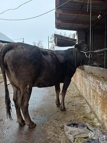 кызыл октябрь: Сатам | Уй (ургаачы) | Сүт алуу үчүн | Байланган — 3