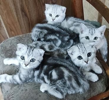 для кота: Чистокровные шотландские вислоухие котята, родились 7.04.2026, 10000 — 5