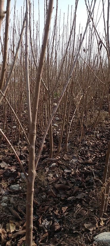 рассады клубники: Оптом полукарликовые саженцы черешня (гилас кочоттор)сатылат — 1