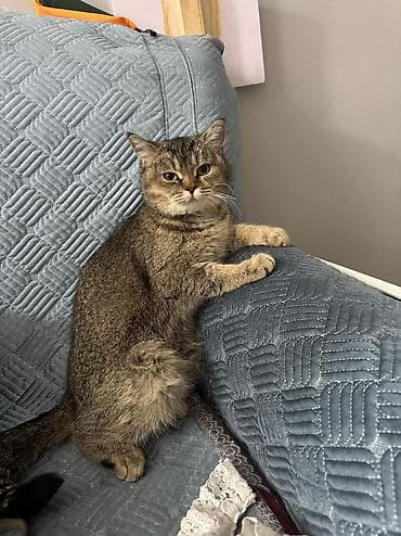 Мышык кууту: Мышык бекер берилет: Британ кыска жүндүү, 11 айлык, Ургаачы, Лотокко барууга үйрөтүлгөн, Курттардан тазаланган, Эмделген — 7