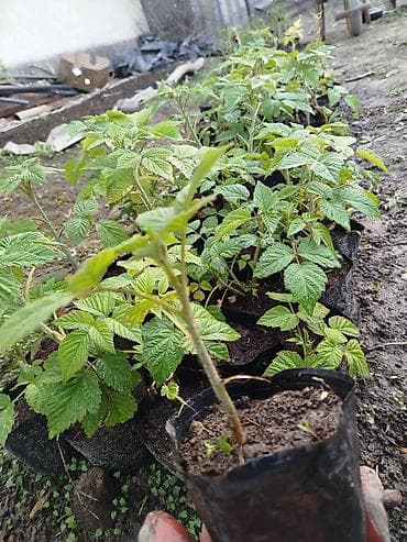 черешня купить: Малина элита сорт! Полонез! чачырабайт цвет: яркорозовый вкус  — 5