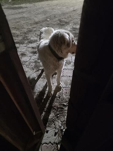 собаки токмок: Собака крупной породы, светлый (белый/кремовый) окрас, густая шерсть — 3