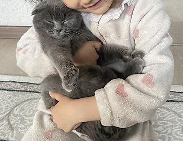 ласки: Шотландская вислоухая кошка (Scottish Fold), окрас сплошной голубой — 3