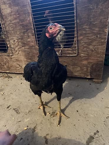 карликовые петухи: Продаю | Куры | Дакан, Домашняя | Для боев — 2