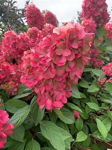 Саженцы — 3