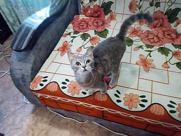 Кошки: Скотиш Страйт (Шотландская прямоухая), 5 месяцев, Девочка, Серый, Приучена к лотку — 1