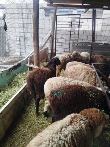 живая рыба: Продаю | Овца (самка), Ягненок | Полукровка, Эдильбаевская | На забой, Для разведения | Племенные, Ярка — 5