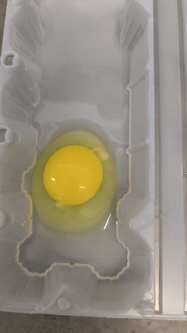А/ч жаныбарлары үчүн тоюттар: Яйцо оптом срочно — 4