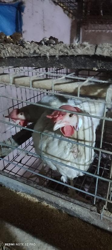 змеи живые: Продаю | Куры | Несушки — 2