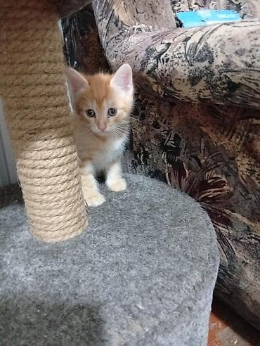 одам дарам: Котята 1 месяцев рыжий мальчик чёрная девочка — 3