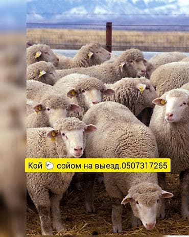 Кой 🐑 сойом на выезд