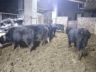Башка жаныбарлар: Продаю бычки Каракольские возраст от года,на откорм аппетит у всех — 3