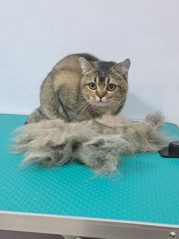 арабский конь: Груминг кошек. Вычес, стрижка, купание

находимся в центре города — 3