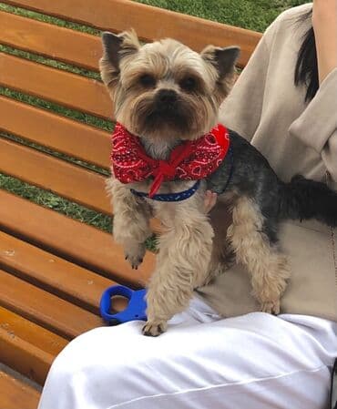 все о йоркширских терьерах: Вязка! Кобель! Мальчик! Вязка! Йоркширский терьер. Очень красивый — 2