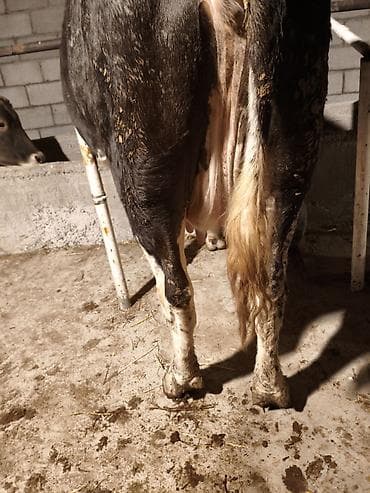 А/ч жаныбарлары үчүн тоюттар: Сатам | Уй (ургаачы) | Аргын | Сүт алуу үчүн | Байланган — 2