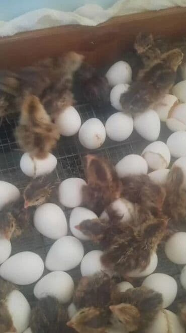 курица куплю: Продаю | Куры, Петух — 5