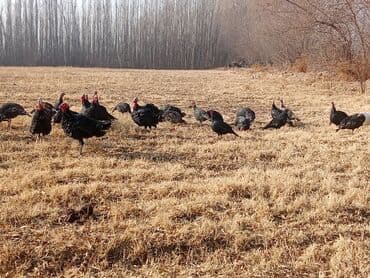 дикие кошки: Продаю | Индюк (самец) | Черный принц | Для разведения | Племенные — 2