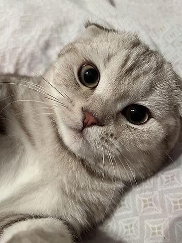 купить кошку манчкин: Вязка!!! Не продажа!! Бишкек! Тунгуч! Шотландская прямоухая — 1