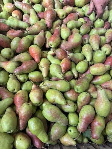 акча сактагыч: Алмуруттар Дүңүнөн, Өзү алып кетүү — 10