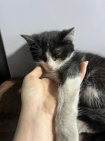 сибирская дымчатая кошка: Котята Описание: - Помёт из двух котят от трёхцветной кошки-мамы. - — 2