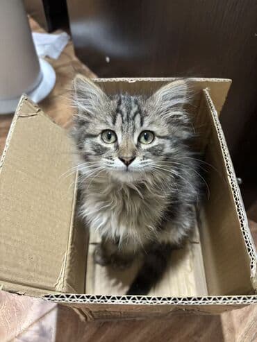 сколько стоит шотландский вислоухий кот: Роня, мальчик, родился 24.08.2025 — активный, весёлый и очень — 5