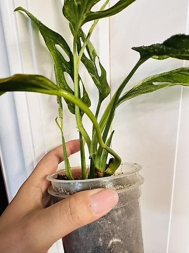 лиана: Монстера адансони (Monstera adansonii), комнатное тропическое растение — 2