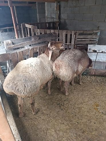 ат баши: Продаю | Баран (самец) | Полукровка | На забой, Для разведения | Осеменитель — 2