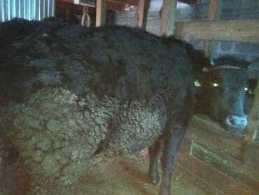 с связи с переездом: Сатам | Уй (ургаачы), Кунаажын, Музоо | Сүт алуу үчүн | Байланган — 6