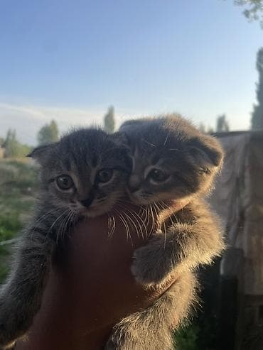 котята бишкек бесплатно: Котята, 2 малыша из одного помёта. - Окрас: тигровый (серый табби) — 3
