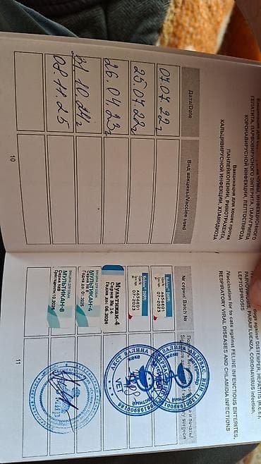 щенки немецкий овчарки: Щенки, Восточно европейской овчарки (черного окраса) - Помет из — 7